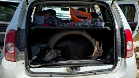 Mersin'de yaban keçisi avlayanlara ceza yağdı - gundem