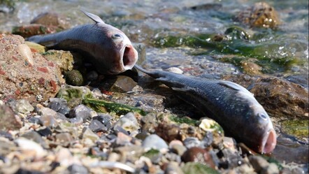 Bilim insanından kritik körfez uyarısı: İnsana geçebilir - gundem