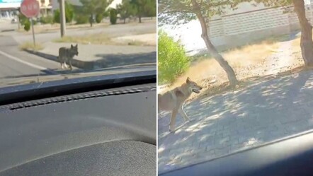 Yer: Türkiye! Aç kalan kurt şehir merkezine indi - ekonomi