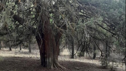 Denizli'de keşfedildi! Tam 700 yıllık - gundem
