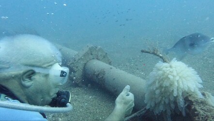 Akdeniz'de trol teknelerinin ağları kalamarı vurdu: Yumurtaları inceleyen dalgıç balıkla böyle selamlaştı - ekonomi