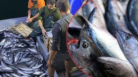 Av yasağı sona erdi! İstanbul’da sezonun ilk balıkları tezgahlarda yerini almaya başladı - gundem