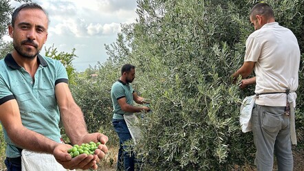 Günlük yevmiye bin TL! Zeytin hasatı yüz güldürüyor, kilosu 70 liradan alıcı buluyor - ekonomi