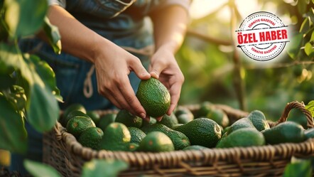 Yerli üreticiye tropikal destek! Mazot, gübre, sertifikalı fidan için ayrı ayrı ödeme yapılıyor - haberler