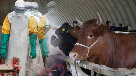 Bitlis'te şarbon paniği! Karantina başladı, Bakanlık açıklama yaptı - dunya