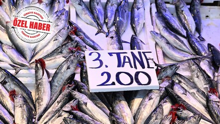 Denizlerde palamut bereketi! Av sezonu iyi başladı - ekonomi