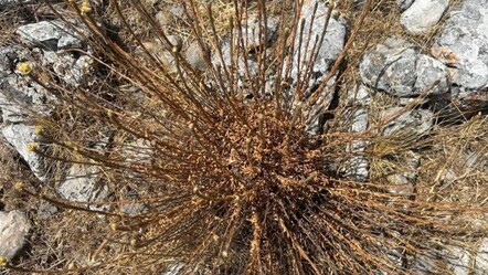 Kuşadası'nda 11 adet kalan Ölmez Çiçeği'nin koparılmasına büyük ceza - dunya