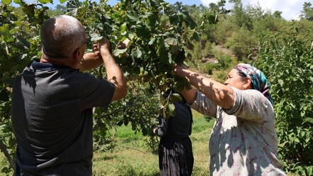 Adana'da fındık ekti, görenler inanamadı: Karadeniz'den daha iddialıyız... - ekonomi