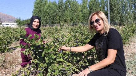 Erzincan'a 'süper meyve' bahçesi kurmuştu... İlk hasadını aldı - gundem