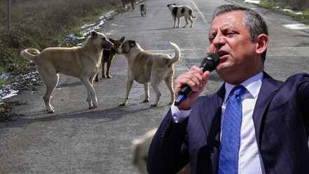 CHP iptal başvurusu yapmıştı! AYM'den sokak hayvanları yasasıyla ilgili yeni hüküm - gundem