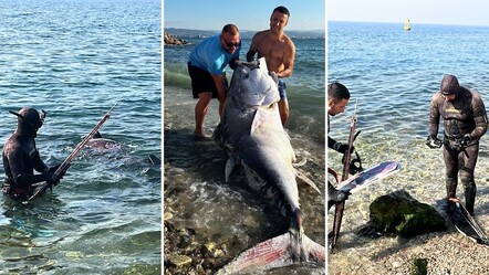 Ekipmanları parçaladı, ipler dayanmadı! Kocaeli'de 320 kilogram mavi yüzgeçli orkinos yakalandı - teknoloji