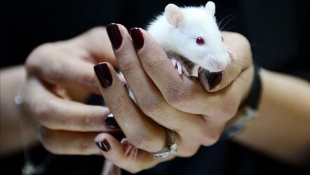 Bilim dünyasında büyük keşif! Fare derisini şeffaf hale getirdiler - gundem