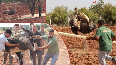 Kilis'te terleten kovalamaca! Sahipsiz deve kuşu zor yakalandı - Gündem