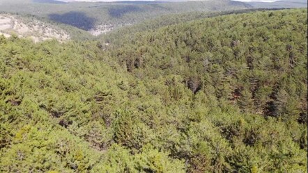 Nesli tehlike altında olan 'Ehrami' sadece Kütahya'da yetişiyor - yasam