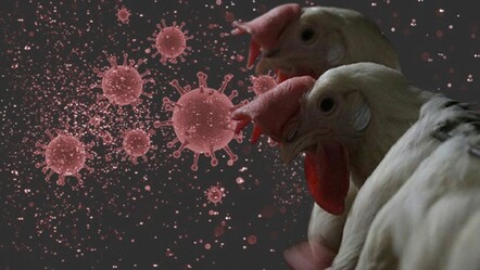 Kuş gribinde korkutan gelişme! Hayvan temassız ilk vaka duyuruldu - dunya