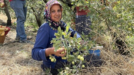 Tarlada kilosu 200 TL! İngiltere, Dubai, Hollanda ve daha birçok ülkeye ihraç ediliyor - ekonomi