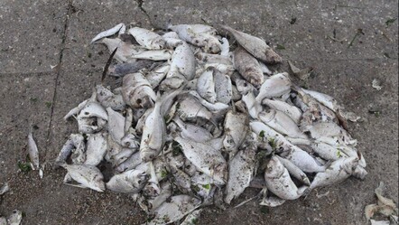 İzmir Körfezi'nde tüm uyarılara rağmen ölü balıkları topluyorlar - yasam