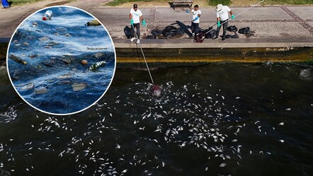İzmir Körfezi alarm veriyor! Balıklardan sonra midyeler de ölmeye başladı - yasam