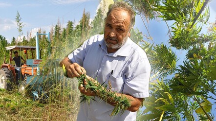 40 yıllık ata tohumlarıyla ekilen kenevirin Amasya'da hasadı başladı - yasam