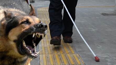 Görme engelliler tehlikede! Başıboş köpekler beyaz bastonu şiddet algılıyor - gundem