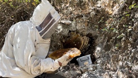 12 yıl önce Hakkari'nin Cilo Dağı'nda keşfetti! Kilosu 3 bin TL - gundem