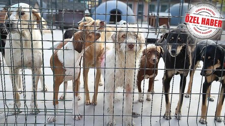 Sokaklardaki dört ayaklı terör sürüyor! Köpek kanunu çıktı, uygulayan yok - gundem