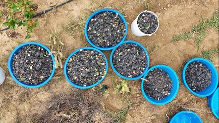 Kırıkkale'de yetiştirilen, her derde deva 'süper meyve'nin ilk hasadı yapıldı! Kilosu 200 lira - gundem