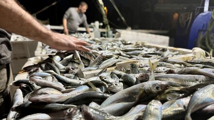 Balıkçılar sezona verimli başladı! 10 ton istavrit avlandı - gundem