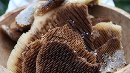 Şifa deposu Ayder balının hasadı başladı! Kilosu 3 bin TL - gundem