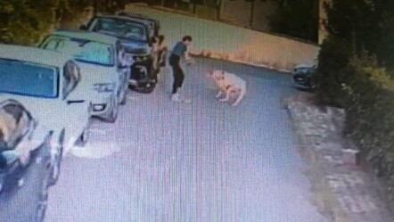Ataşehir'de tasmasız köpek dehşeti! Sahipli köpeği parçaladı, sahibi kalp krizi geçirdi - gundem