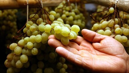 Her derde deva! Uzmanlar özellikle uyardı: Üzümü çekirdeğiyle yiyin - gundem