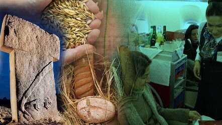 Türk Hava Yolları ikramını Göbeklitepe buğdayıyla hazırlayacak! Yolcular dünyanın ilk ekmeğini havada yiyecek - kultur-sanat