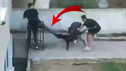 İstanbul'un göbeğinde pitbull saldırısı! "Ayağım koptu..." - Gündem