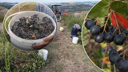 Şifa deposu aronyayı keşfetti, üreterek ata topraklarını ihya etti: Kilosu 250 kurusu 1000 TL - ekonomi