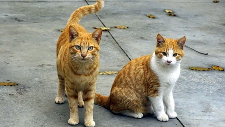 Ankara'da vahşet! Bacakları kesilen iki kedi depoda ölü bulundu - Gündem