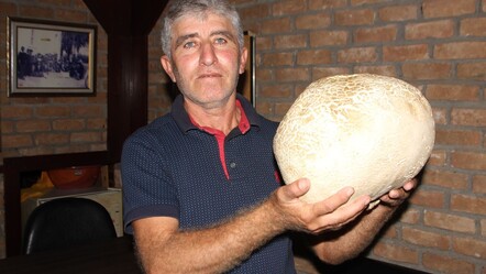 Gören gözlerine inanamadı! Antalya'da 8 kilo ağırlığında mantar bulundu - ekonomi