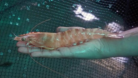 Karides tüketmek İslam dinimize göre haramdır - haberler