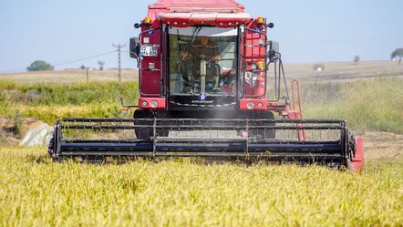Beyaz altında hasat sürüyor! Kuraklık verimi düşürdü - gundem