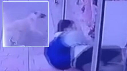 Kahramanmaraş'ta okula giden çocuğa başıboş köpek saldırdı! O anlar kamerada - gundem