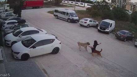 Tekirdağ'da köpeğini gezdiren kadına sokak köpekleri saldırdı! Artık herkes sorumluluğunu alsın - yasam
