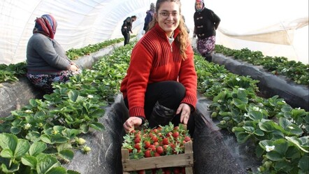 Altın yılını yaşayan çilekte hasat erken başladı - yasam