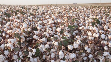 Beyaz altında hasat başladı! Üreticiler verimden memnun, fiyattan şikayetçi - gundem