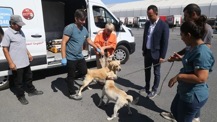 İstanbul'da sokak köpekleri için yeni proje! 176'sı bekçi köpeği oldu - Yaşam