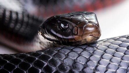 Zehirli yılanla sohbet! Söylediklerine kimse anlam veremedi - dunya