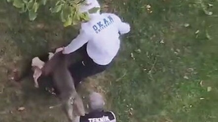 İstanbul Maltepe'de pitbull vahşeti! Kediyi parçalayarak öldürdü - gundem