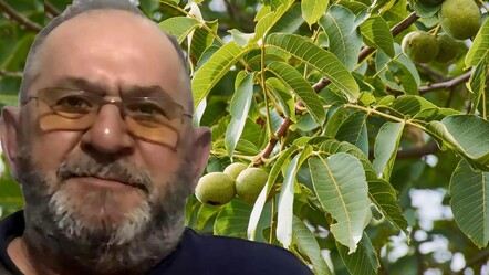 Her şey bir anda oldu! Ceviz toplarken feci şekilde can verdi - gundem