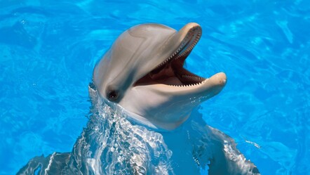 Yunuslar hakkında ilginç gerçek ortaya çıktı! Oyun sırasında o hareketi yapıyormuş... - teknoloji