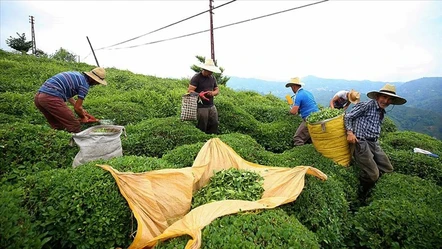 Çay üreticisini sevindirecek haber: ÇAYKUR kota süresini uzattı - Ekonomi