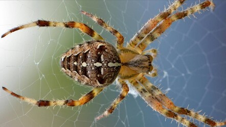 Kalp krizine karşı örümcek zehri! Yeni ilaç için deneyler başlıyor - saglik