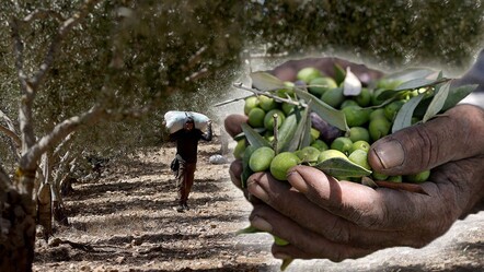 İşgal altında mahsulü kurtarmaya çalıştılar! Filistinli çiftçiler zeytin hasadı yapamıyor - dunya